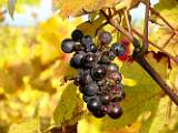 2006-10-21_16-22-50_octobre_200,0mm_1_50_eme_DiMAGE A2